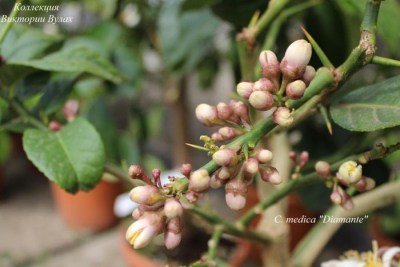 C. medica Diamante1 - 